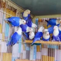 کوتوله برزیلی اوپالین کمیاب