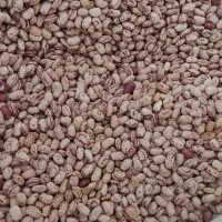 فروش لوبیا چیتی