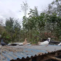 کبوتر طوقی|پرنده|سنگر, |دیوار