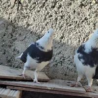 بلندپروازان آسمان