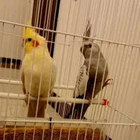 جفت عروس هلندی