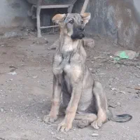 توله سرابی و پژدر