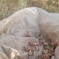 خریدار پسته کال شما هستیم