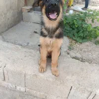 واگذاری سگ ژرمن