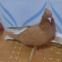 نروماده اشعل زرد ویه ماده قهوی دم سفید|پرنده|خرمشهر, |دیوار