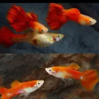 گوپی مولی پلاتی آنجل زبرا کالرنعون لجن خارآکواریوم|ماهی|تهران, امام زاده حسن|دیوار