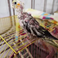 جوجه عروس هلندی