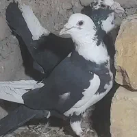 یک جفت مینا سیاه