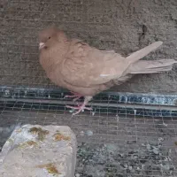 نروماده زرد|پرنده|خمینی‌شهر, |دیوار