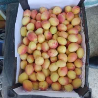 قیصی درجه یک