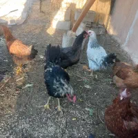 ۴تا مرغ تخم گذار|حیوانات مزرعه|شیراز, کوشک میدان|دیوار