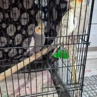 عروس هلندی مولد جوجه دونه خور