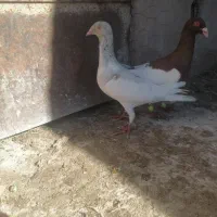 یهودی هفرنگ به شرط تخم و جوجه