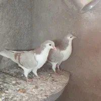 جوجه ساده|پرنده|نیشابور, باغرود|دیوار