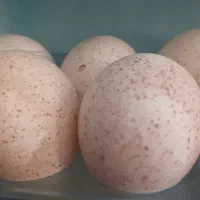 تخم بوقلمون