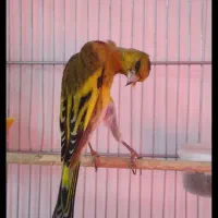 سهره قناری یسر جیور دهن سره