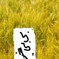 زمین باچاه عمیق گندم،شالی شریکی مید۲۵۰پیش تابرداشت