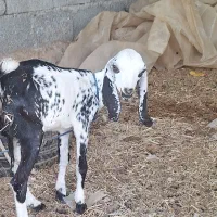 فروشی فوری کهره