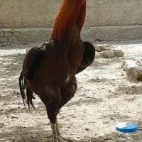 مرغ و خروس لاری