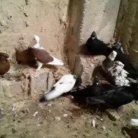 کبوتر پرشی|پرنده|کاکی, |دیوار