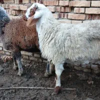 دوراس بره نر طوقلی