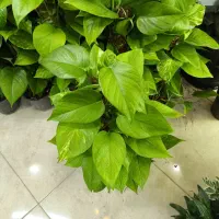 پتوس بار جدید|گل و گیاه طبیعی|بندرعباس, |دیوار