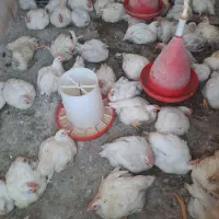 مرغ گوشتی