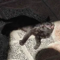 گربه بازیگوش ۵ ماهه