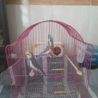 عروس هلندی|پرنده|محمدیار, |دیوار