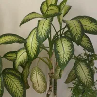 دوو عدد گل دیفین|گل و گیاه طبیعی|جوانرود, |دیوار