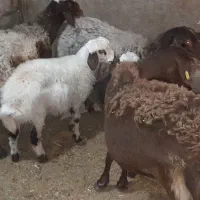 میش بره دار|حیوانات مزرعه|رشتخوار, |دیوار