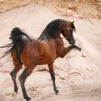 پانسیون شخصی برای نگهداری اسب