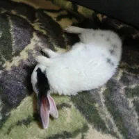 خرگوش بازیگوش|موش و خرگوش|قم, شهر قائم|دیوار