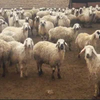 گوسفند بره بز بزغاله میش قیمت مناسب برا عید قربانی