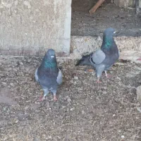 سبز دوخط کفتر پلاکی زره ای پرشی