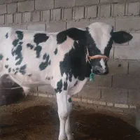 گوساله نر|حیوانات مزرعه|اهواز, کیانشهر|دیوار