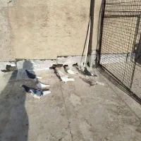 9 تا کفتر شهری بهبهانی نر|پرنده|شیراز, سلطان آباد|دیوار