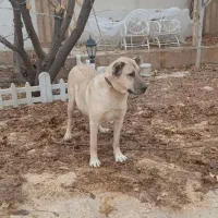 سگ سرابی ماده