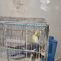 عروس هلندی نر ماده|پرنده|قم, یزدانشهر|دیوار