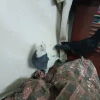 کبوتر رنگه و آلمانی|پرنده|ملکآباد, |دیوار