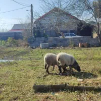 گوسفند رومانف