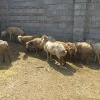 ده عددگوسفند