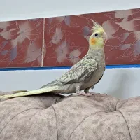 عروس هلندی مرواریدی|پرنده|گلپایگان, |دیوار