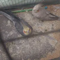 عروس هلندی|پرنده|ارومیه, |دیوار