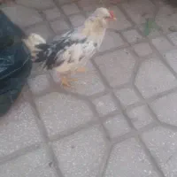 خروس گلین کاکلی و چهل تاج ،ریشو