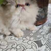 پرشین سوپرفلت دوماهه|گربه|کرمانشاه, |دیوار