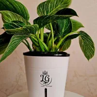 گلدان های هیدروپونیک