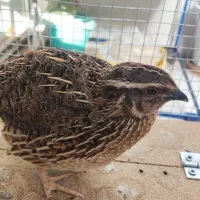 بلدرچین تخم گذار