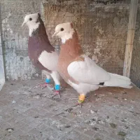 طوقی،زرد،سرخ خال سیاه نرماده،