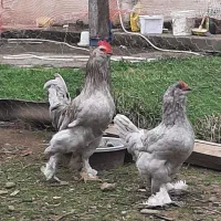 ست مرغ و خروس مرندی اصیل